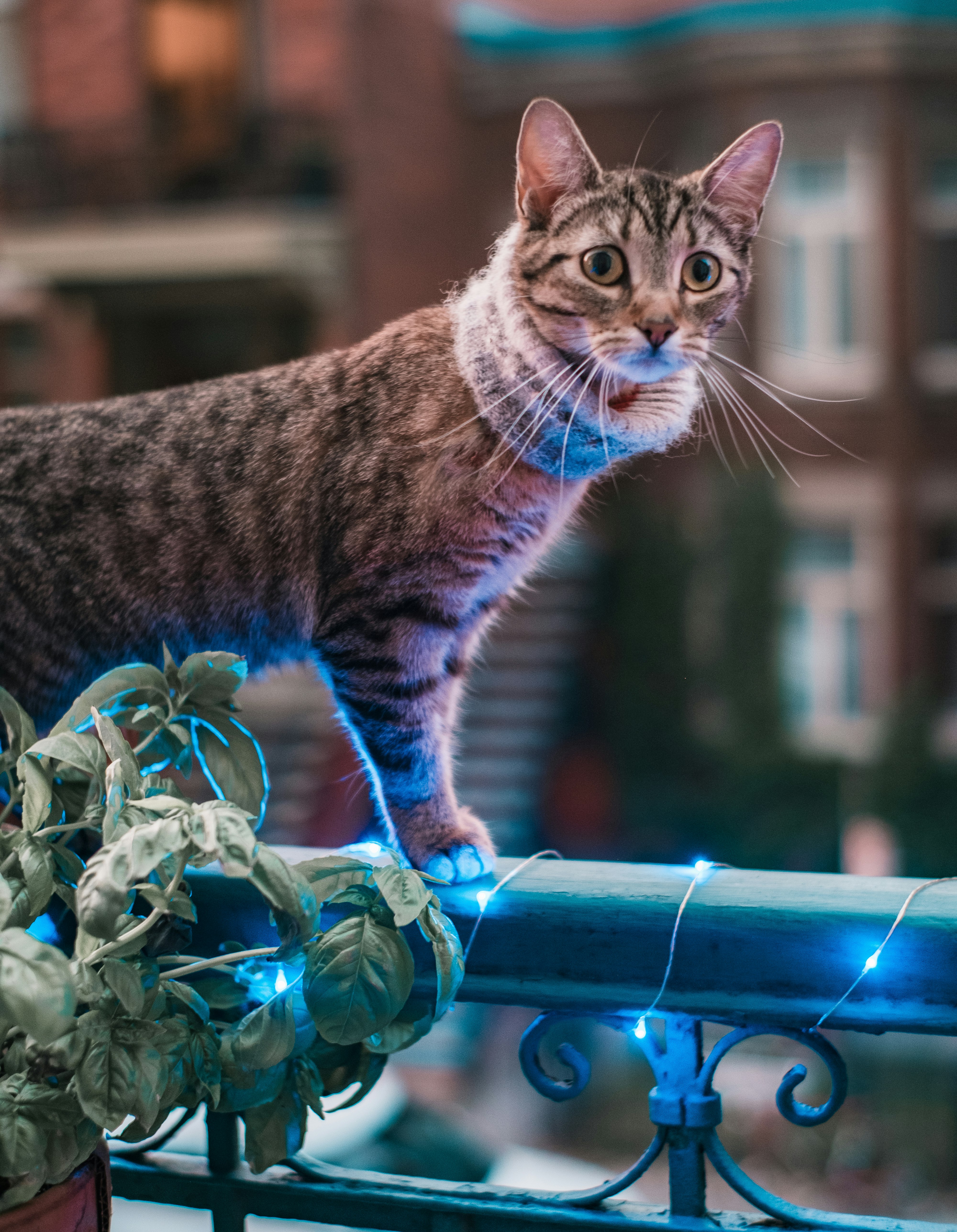 brown tabby cat on blue metal fence